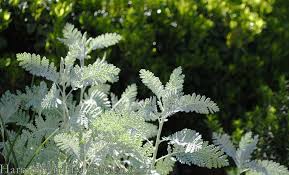 Image result for Chrysanthemum ptarmiciflorum