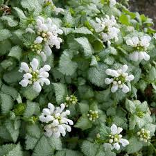 Attēlu rezultāti vaicājumam “Lamium”