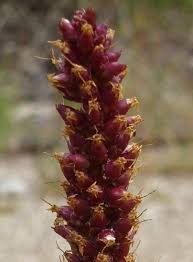 Attēlu rezultāti vaicājumam “Plantago major flower”