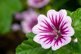 Image result for Malva sylvestris 'Zebrina'