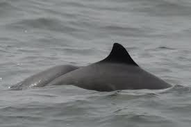Image result for Phocoena phocoena