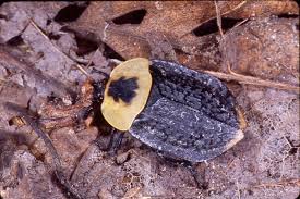 Attēlu rezultāti vaicājumam “Silphidae”