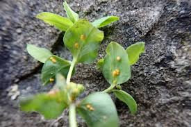 Attēlu rezultāti vaicājumam “Melampsora magnusiana”