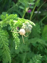 Attēlu rezultāti vaicājumam “Achillea millefolium bud”