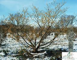 Attēlu rezultāti vaicājumam “Hamamelis mollis”