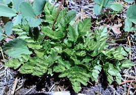 Attēlu rezultāti vaicājumam “Botrychium multifidum”