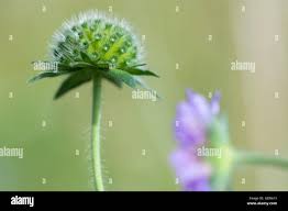 Attēlu rezultāti vaicājumam “Knautia arvensis bud”