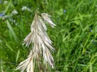 Attēlu rezultāti vaicājumam “Helictotrichon pratense leaf”