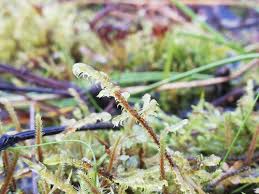 Attēlu rezultāti vaicājumam “Hamatocaulis lapponicus”