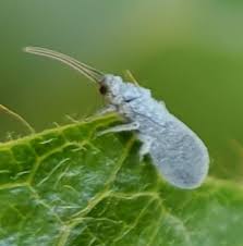 Attēlu rezultāti vaicājumam “Coniopterygidae”