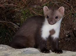 Attēlu rezultāti vaicājumam “Martes foina”