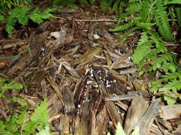 Attēlu rezultāti vaicājumam “Ceratiomyxa fruticulosa spores”