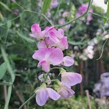 Attēlu rezultāti vaicājumam “Lathyrus latifolius flower”