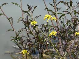 Attēlu rezultāti vaicājumam “Rorippa amphibia leaf”