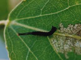 Attēlu rezultāti vaicājumam “Cerura vinula larva”