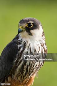 Attēlu rezultāti vaicājumam “Falco subbuteo”