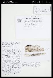 Attēlu rezultāti vaicājumam “Xylographa paralella”