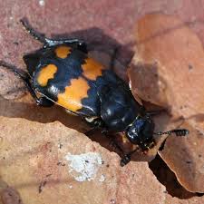 Attēlu rezultāti vaicājumam “Nicrophorus vespillo”