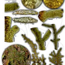 Attēlu rezultāti vaicājumam “Riccardia multifida”