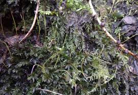 Attēlu rezultāti vaicājumam “Mnium hornum”