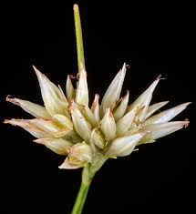 Attēlu rezultāti vaicājumam “Rhynchospora alba flower”