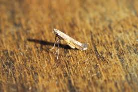 Attēlu rezultāti vaicājumam “Caloptilia hemidactylella”