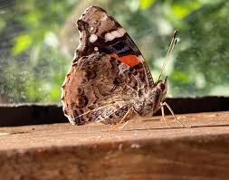 Attēlu rezultāti vaicājumam “Vanessa atalanta”