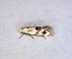 Attēlu rezultāti vaicājumam “Elachista maculicerusella”