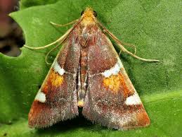 Attēlu rezultāti vaicājumam “Pyralis regalis”