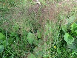 Attēlu rezultāti vaicājumam “Agrostis capillaris”
