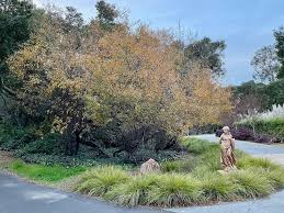 Attēlu rezultāti vaicājumam “Salix”