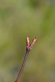 Attēlu rezultāti vaicājumam “Crataegus laevigata bud”