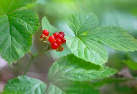 Attēlu rezultāti vaicājumam “Rubus saxatilis”