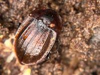 Attēlu rezultāti vaicājumam “Phosphuga atrata”