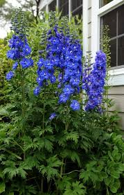 Attēlu rezultāti vaicājumam “Delphinium elatum”