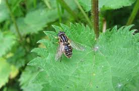 Attēlu rezultāti vaicājumam “Helophilus pendulus”