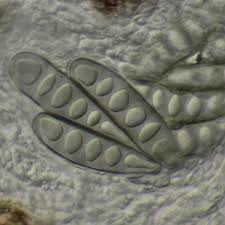 Attēlu rezultāti vaicājumam “Phaeographis dendritica”