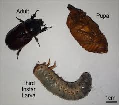 Attēlu rezultāti vaicājumam “Oryctes nasicornis larva”