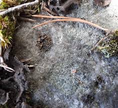 Attēlu rezultāti vaicājumam “Dermatocarpon luridum”