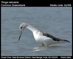 Attēlu rezultāti vaicājumam “Tringa nebularia”