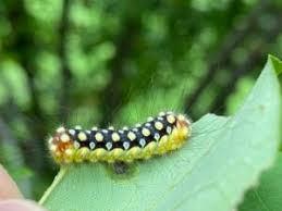 Attēlu rezultāti vaicājumam “Lycogala asperum sessile”