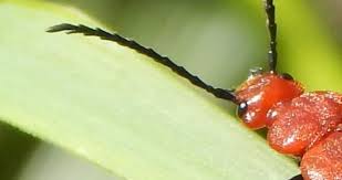 Attēlu rezultāti vaicājumam “Pyrochroidae imago”