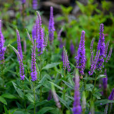 Attēlu rezultāti vaicājumam “Veronica longifolia bud”
