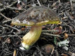 Attēlu rezultāti vaicājumam “Xerocomus pruinatus”