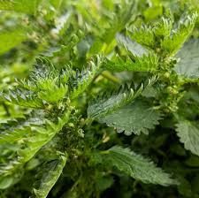 Attēlu rezultāti vaicājumam “Urtica urens”