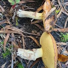 Attēlu rezultāti vaicājumam “Suillus luteus”