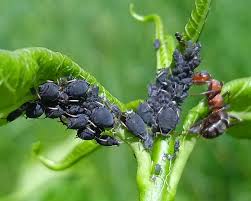 Attēlu rezultāti vaicājumam “Aphis fabae”