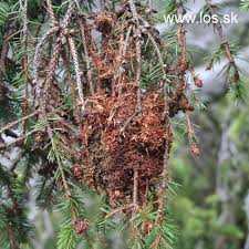 Attēlu rezultāti vaicājumam “Badhamia capsulifera var. arborea sessile”