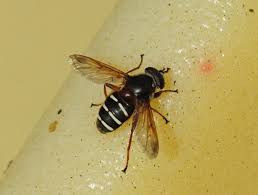 Attēlu rezultāti vaicājumam “Sericomyia lappona”