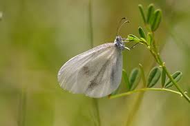 Attēlu rezultāti vaicājumam “Leptidea sinapis”